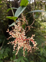 Koenigia polystachya