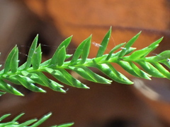 Dendrolycopodium hickeyi