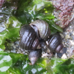 Littorina sitkana