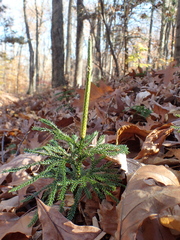 Dendrolycopodium hickeyi