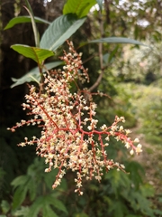 Koenigia polystachya
