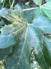 Phyllocnistis liquidambarisella