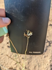 Thelesperma megapotamicum