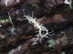 Usnea hirta
