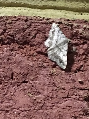 Digrammia ocellinata