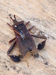 Leptoglossus oppositus