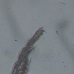 Entomobrya clitellaria
