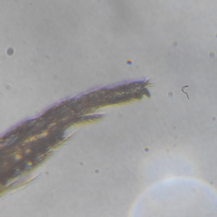 Entomobrya clitellaria