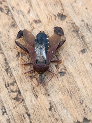 Leptoglossus oppositus