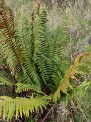 Dryopteris wallichiana