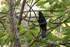 Cacicus chrysonotus