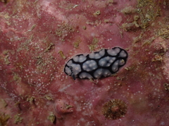 Phyllidiella