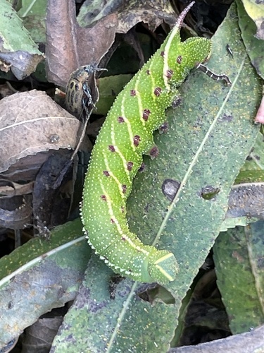 Twin-spotted Sphinx