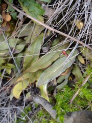 Elaphoglossum paleaceum