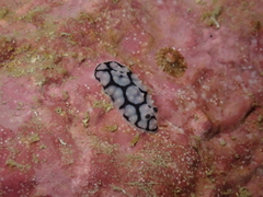 Phyllidiella