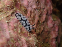 Phyllidiella