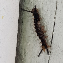 Lymantriinae