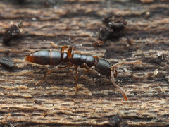 Ponera pennsylvanica