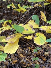 Hamamelis