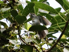 Vermivora chrysoptera