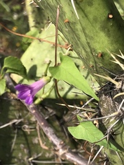 Ipomoea dumetorum