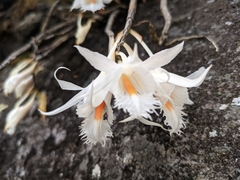 Dendrobium longicornu