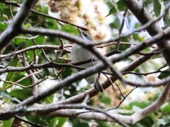 Vermivora chrysoptera