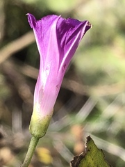 Ipomoea dumetorum