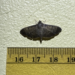 Herpetogramma servalis