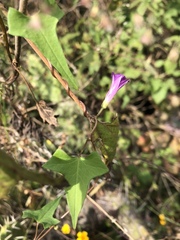 Ipomoea dumetorum