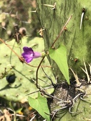 Ipomoea dumetorum