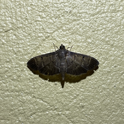 Herpetogramma servalis · iNaturalist