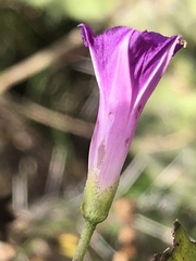Ipomoea dumetorum