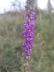Lobelia fenestralis