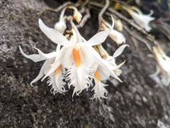 Dendrobium longicornu