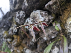 Bulbophyllum purpureofuscum