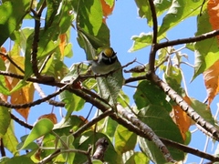 Vermivora chrysoptera