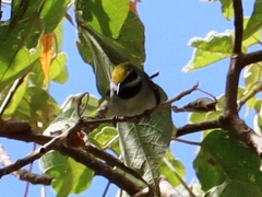 Vermivora chrysoptera