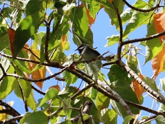 Vermivora chrysoptera