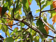 Vermivora chrysoptera