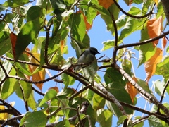 Vermivora chrysoptera