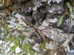 Bulbophyllum purpureofuscum