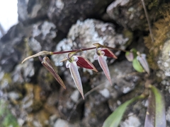 Bulbophyllum purpureofuscum