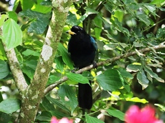 Cyanocorax melanocyaneus