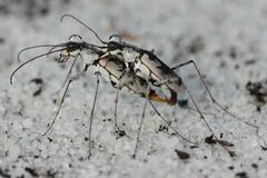 Ellipsoptera hirtilabris