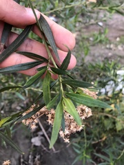 Baccharis salicifolia