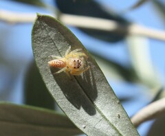 Opisthoncus