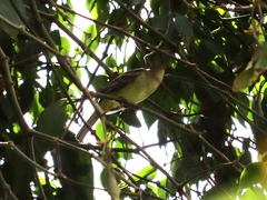 Elaenia