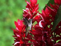 Saucerottia cyanocephala