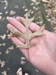 Quercus ellipsoidalis